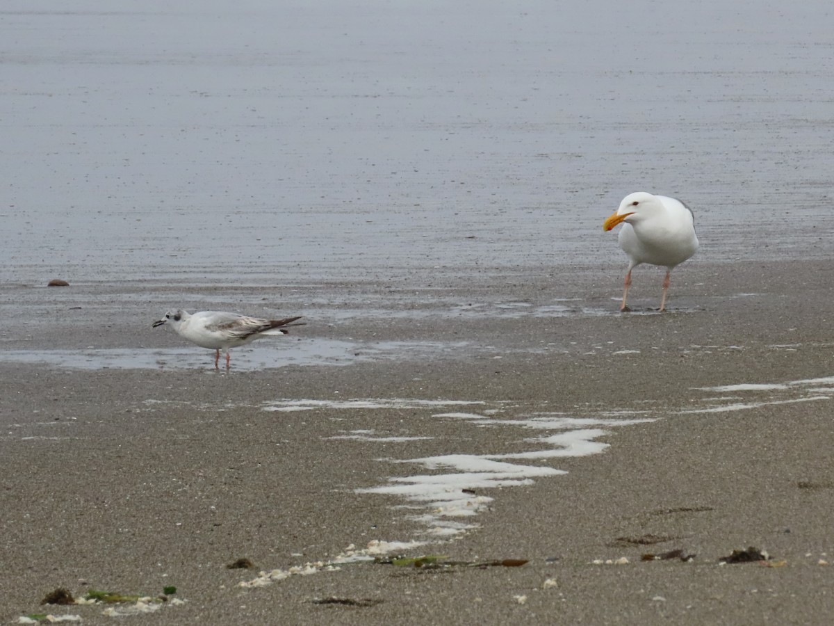 Bonaparte's Gull - ML620234143