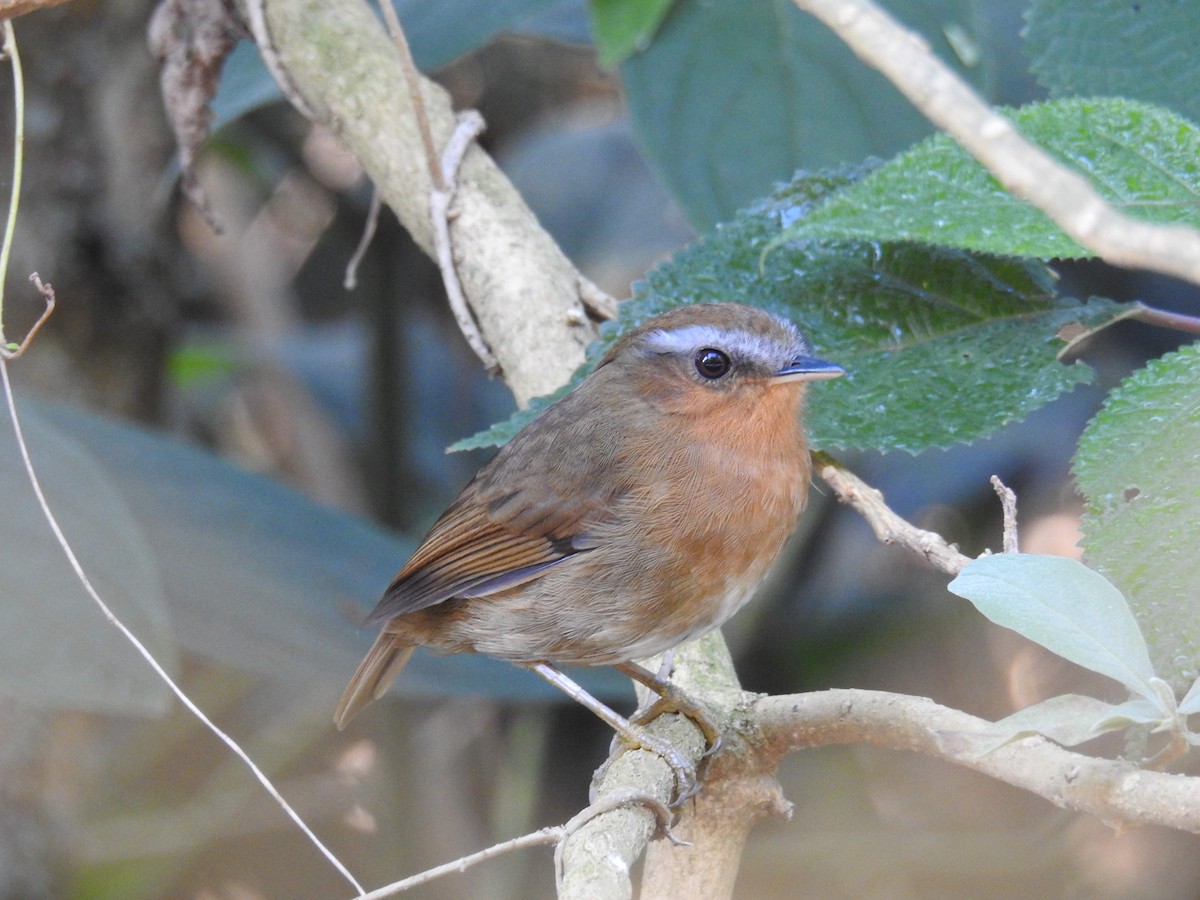 Rufous Gnateater - ML620234158