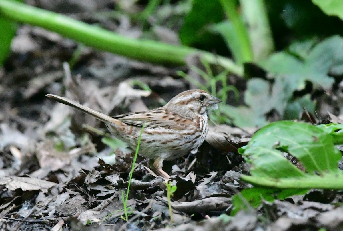 Song Sparrow - ML620234165