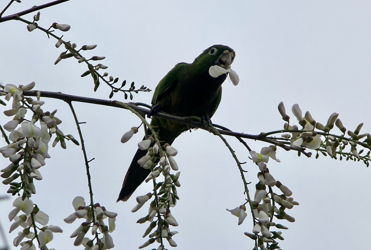 Olive-throated Parakeet (Aztec) - ML620234172