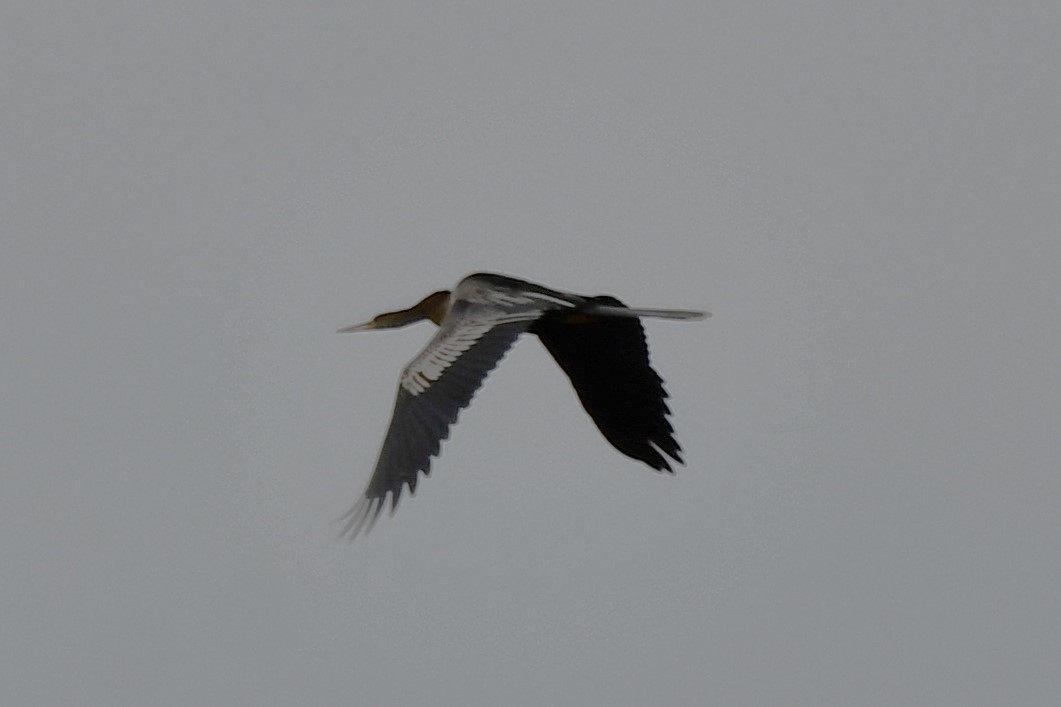 Anhinga - Carmen Ricer