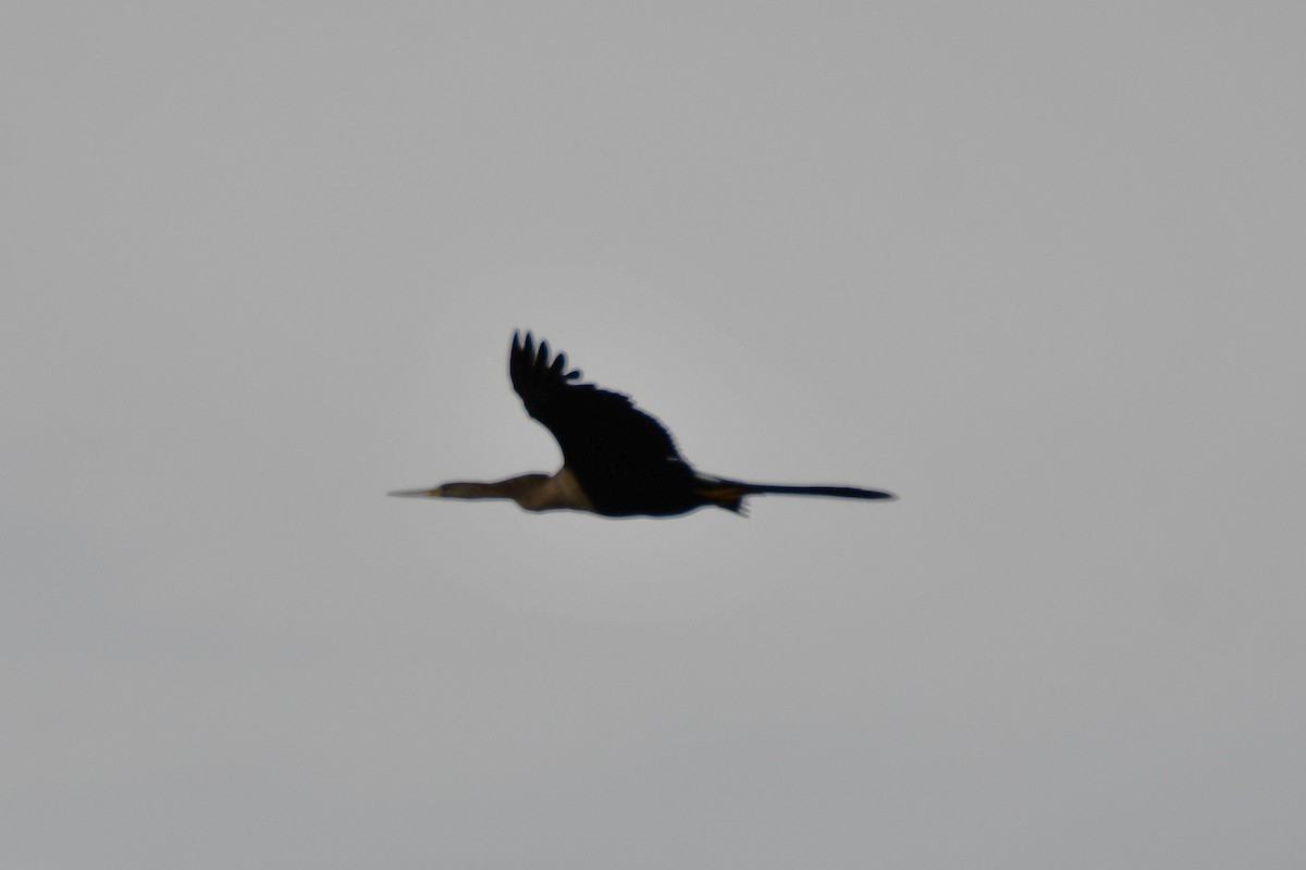 Anhinga Americana - ML620234194