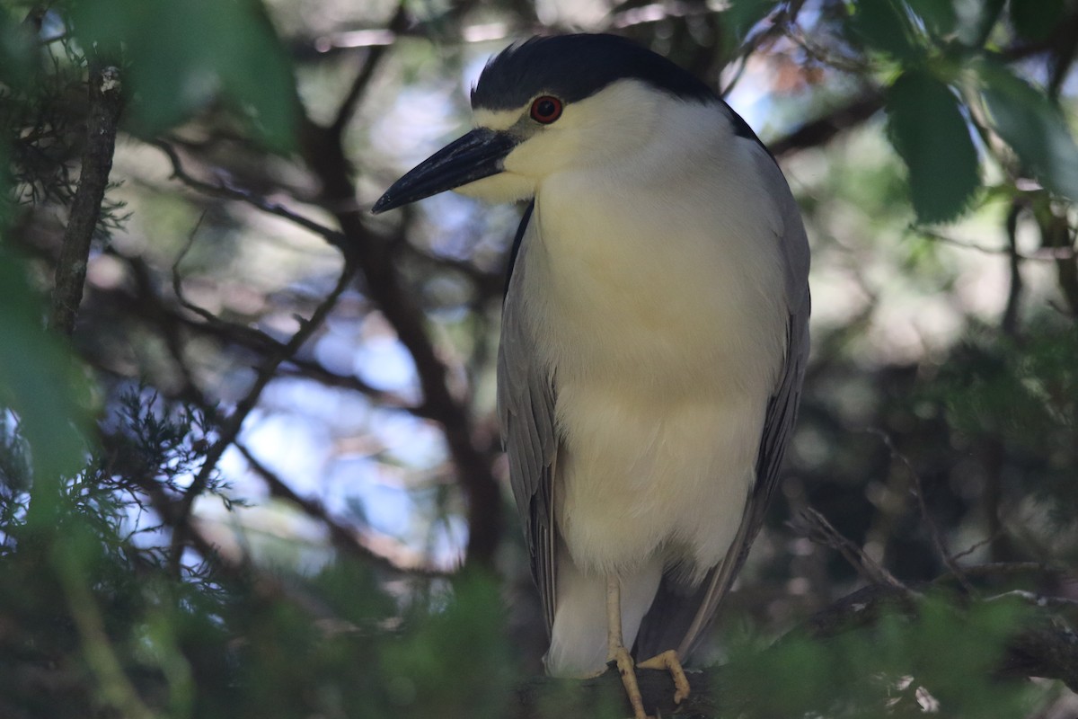 Black-crowned Night Heron - ML620234195