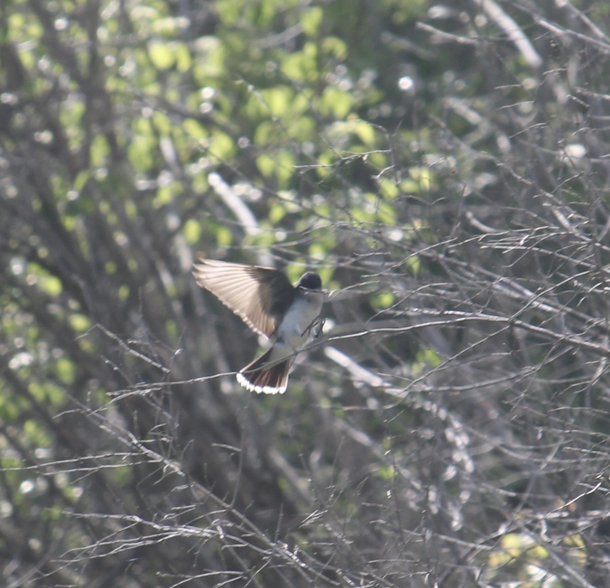 Eastern Kingbird - ML620234212