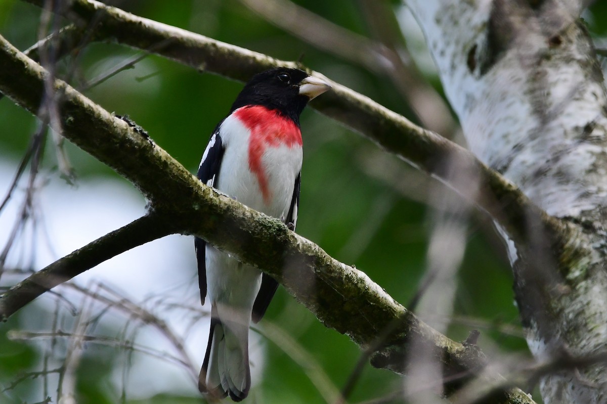 Rose-breasted Grosbeak - ML620234221