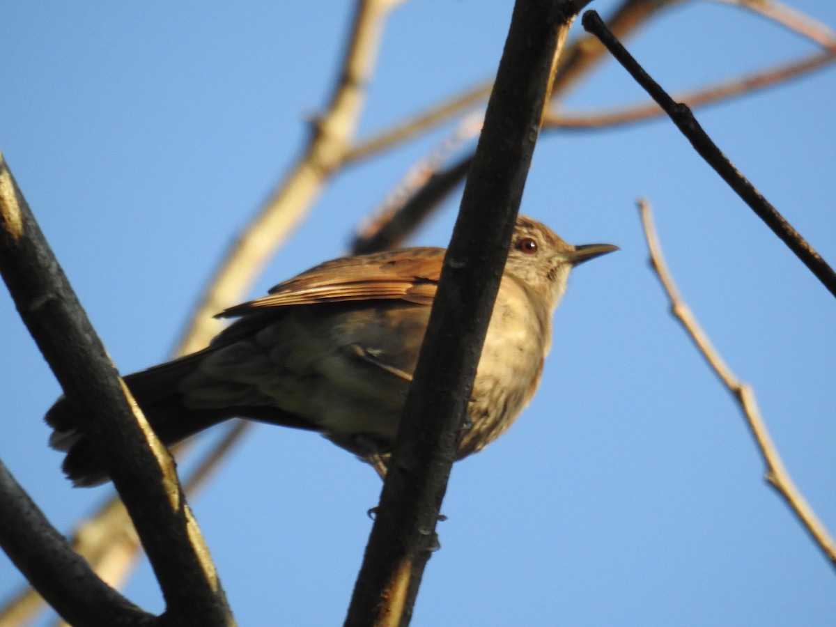 Pale-breasted Thrush - ML620234224