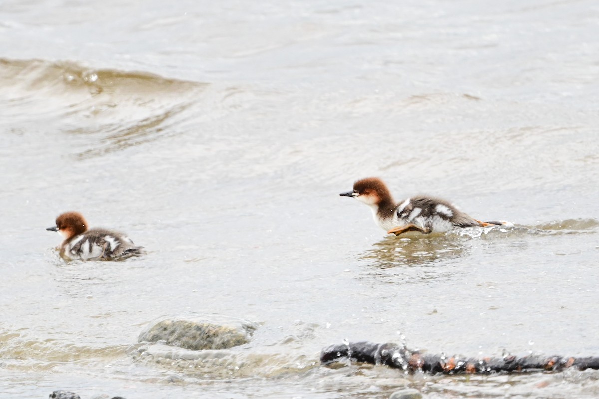 Common Merganser - ML620234225