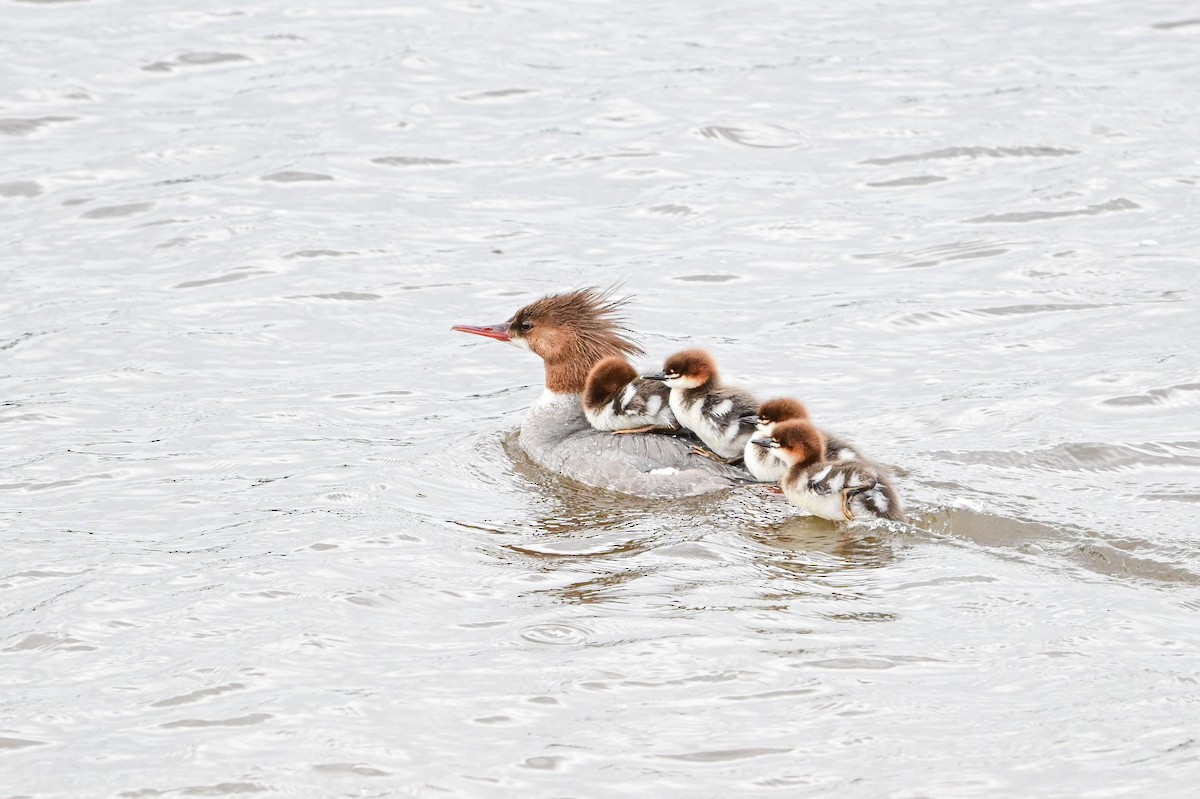 Common Merganser - ML620234229