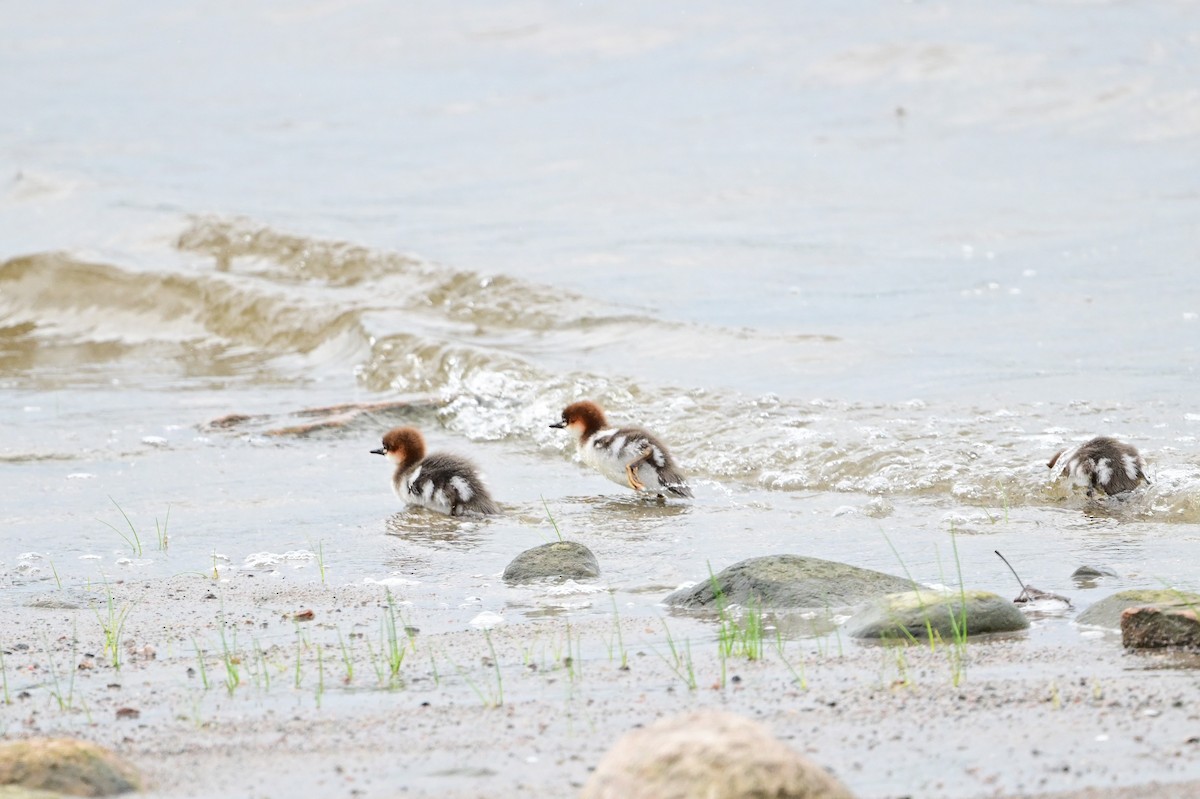 Common Merganser - ML620234232