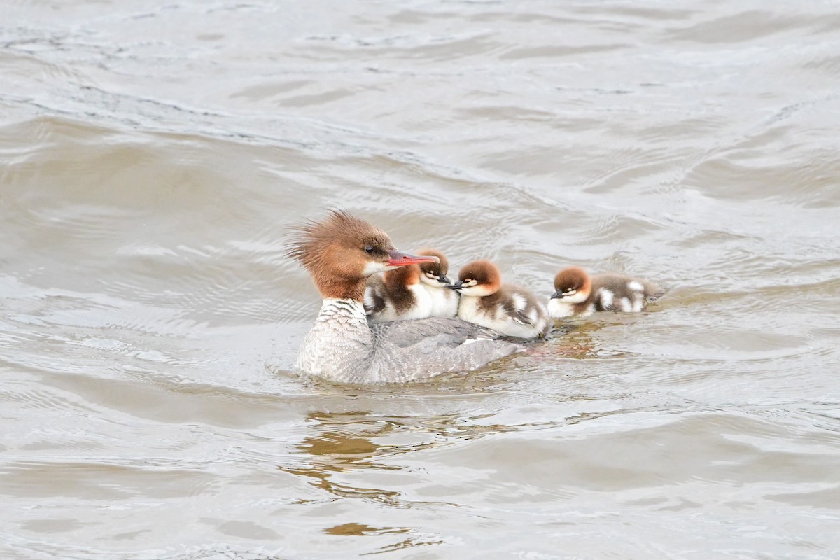 Common Merganser - ML620234234