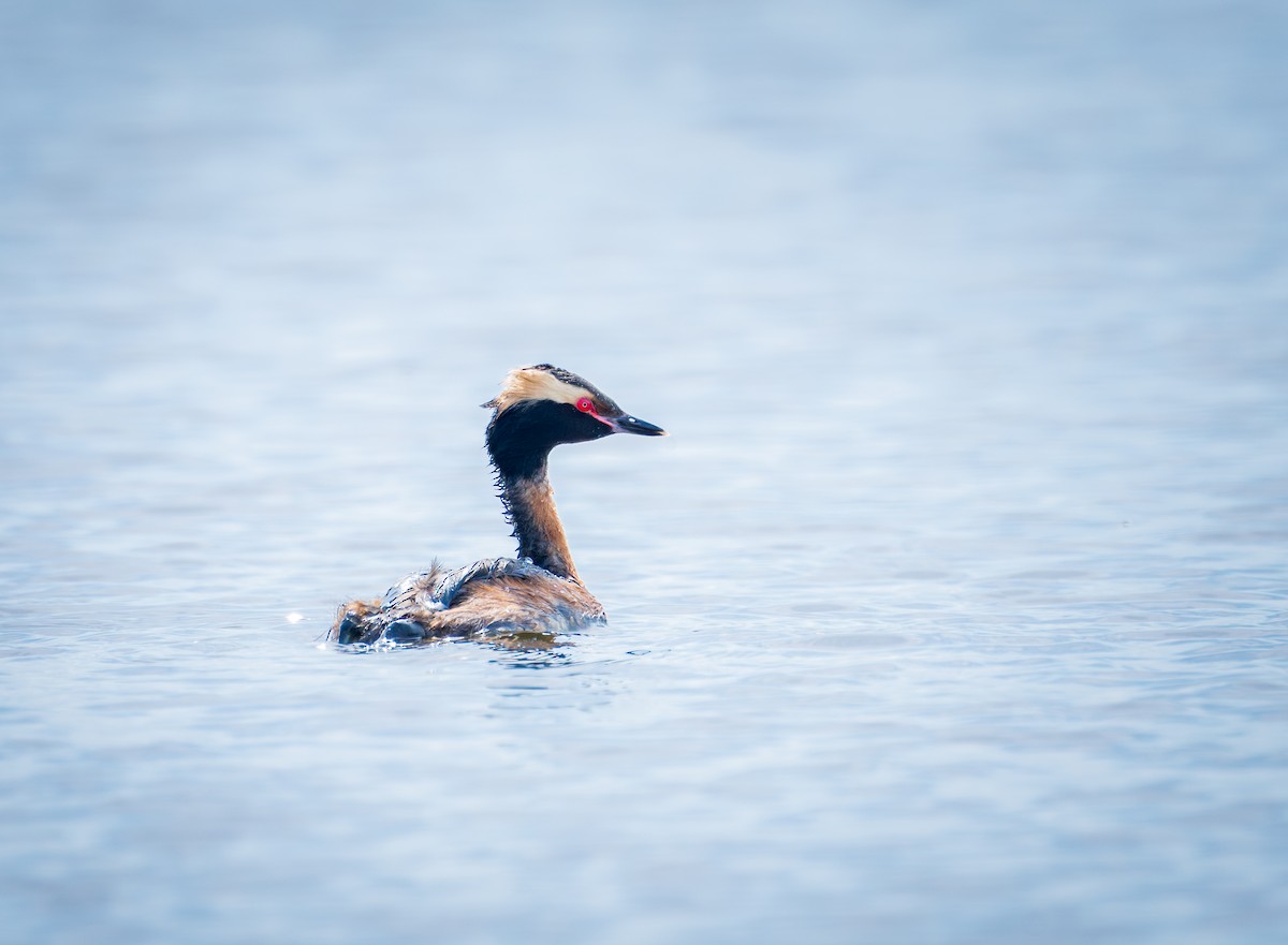 Horned Grebe - ML620234238