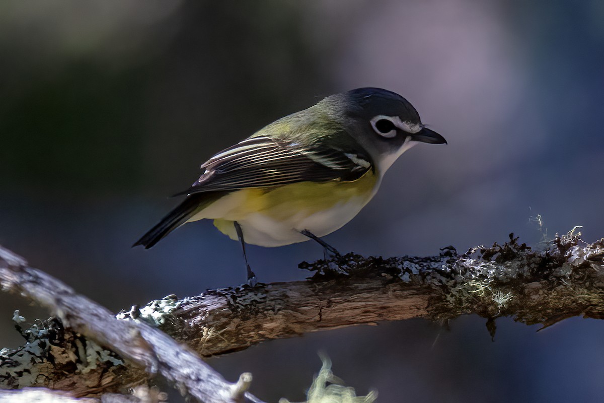 Blue-headed Vireo - ML620234240