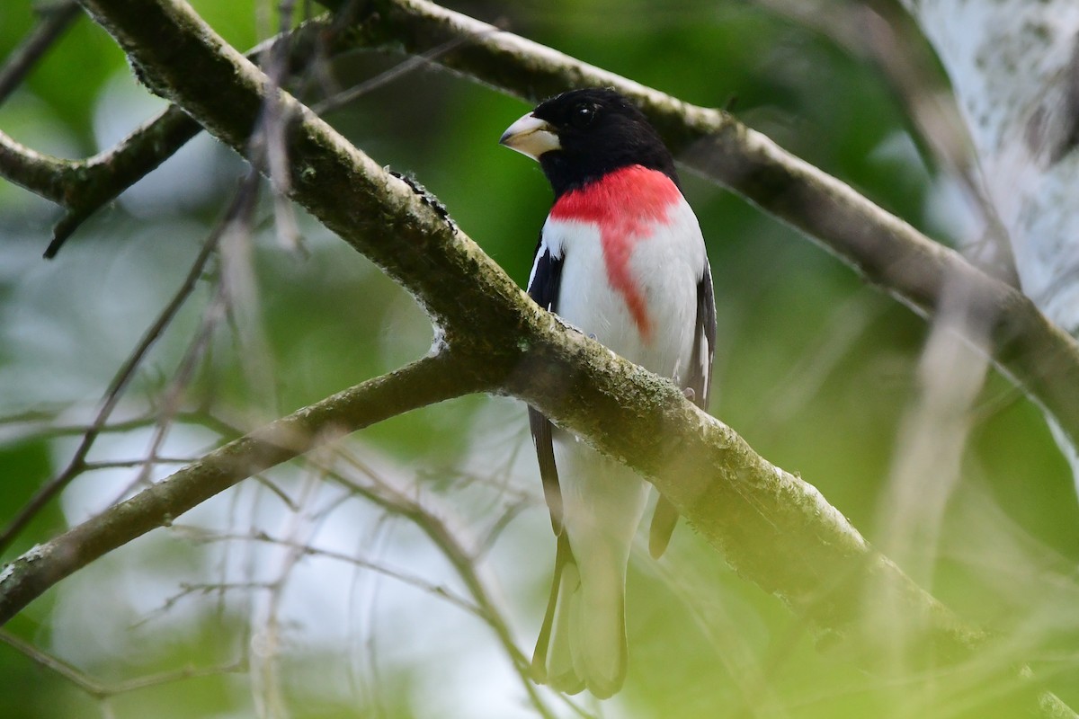 Rose-breasted Grosbeak - ML620234245