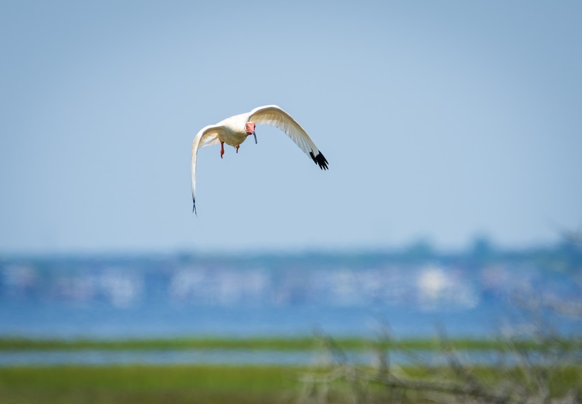 White Ibis - Juan Melli