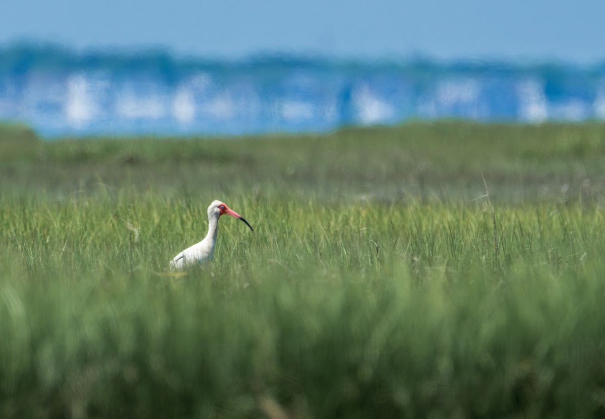 White Ibis - ML620234253