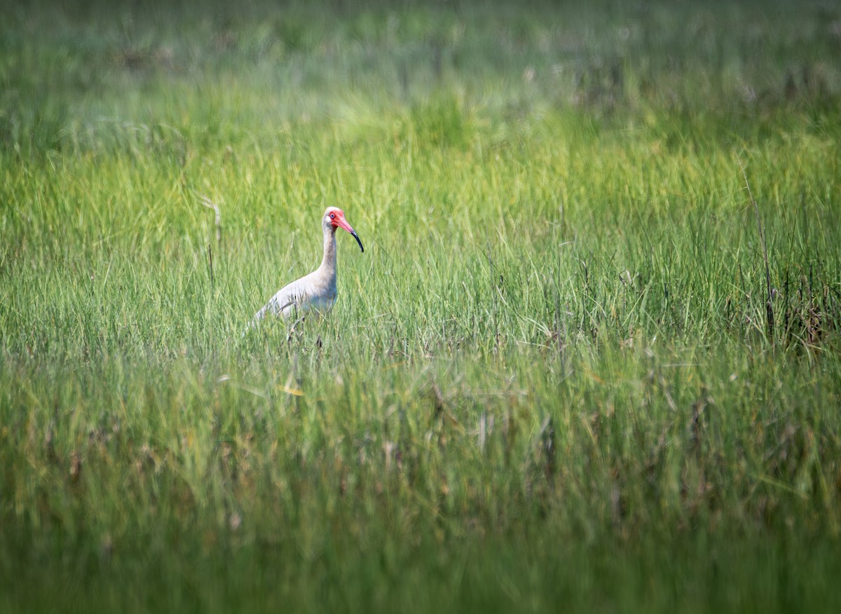 White Ibis - ML620234254