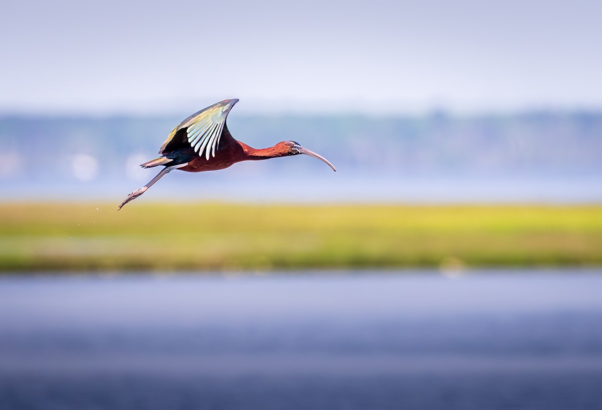 Glossy Ibis - ML620234261