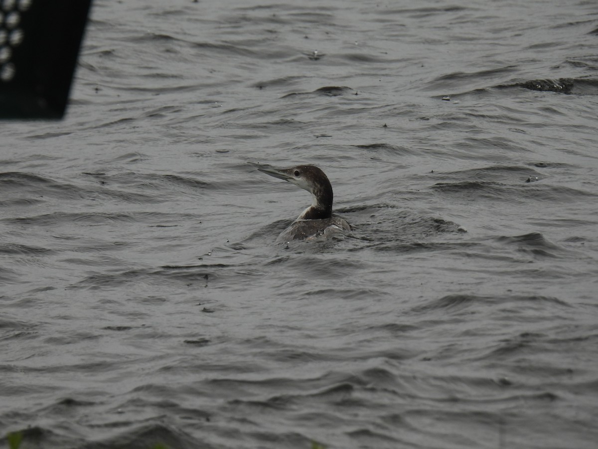 Common Loon - Tim Flight