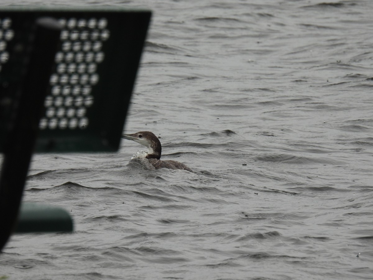 Common Loon - ML620234265