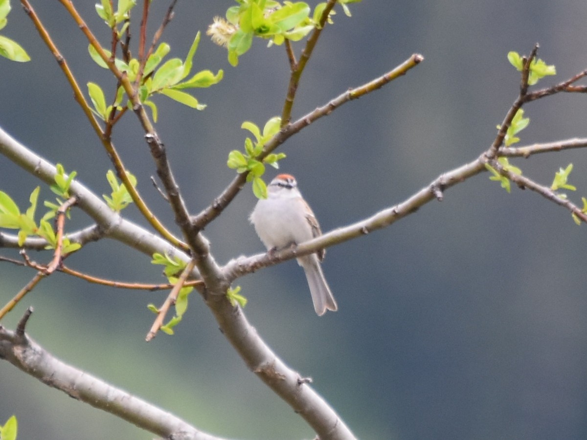 Chipping Sparrow - ML620234276