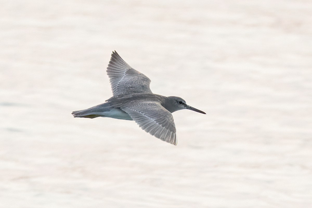 Gray-tailed Tattler - ML620234278