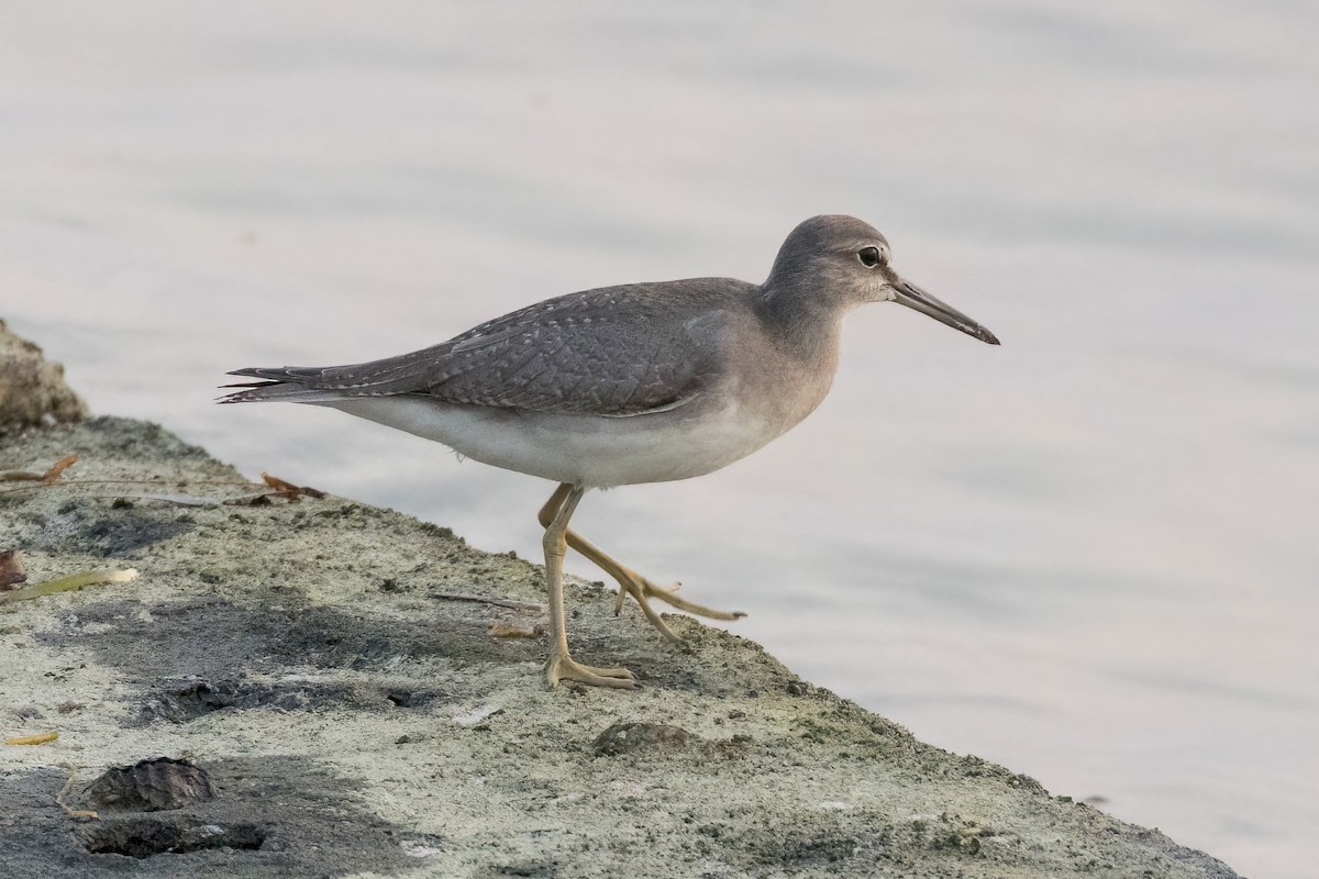 Gray-tailed Tattler - ML620234279