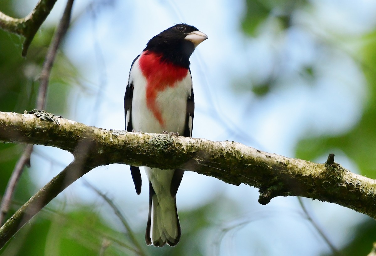 Rose-breasted Grosbeak - ML620234280