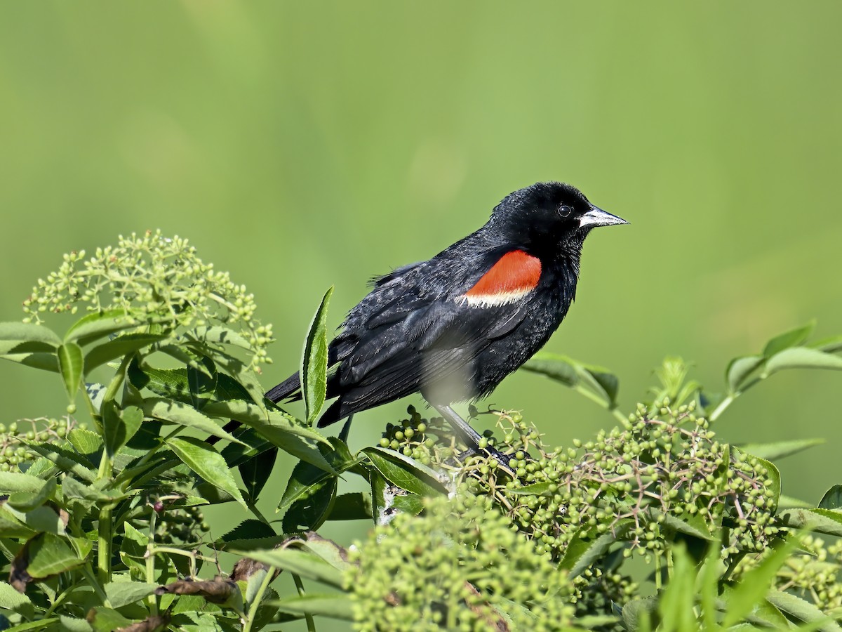 Red-winged Blackbird - ML620234299