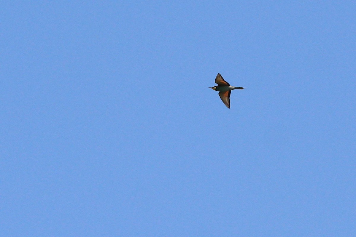 European Bee-eater - ML620234301