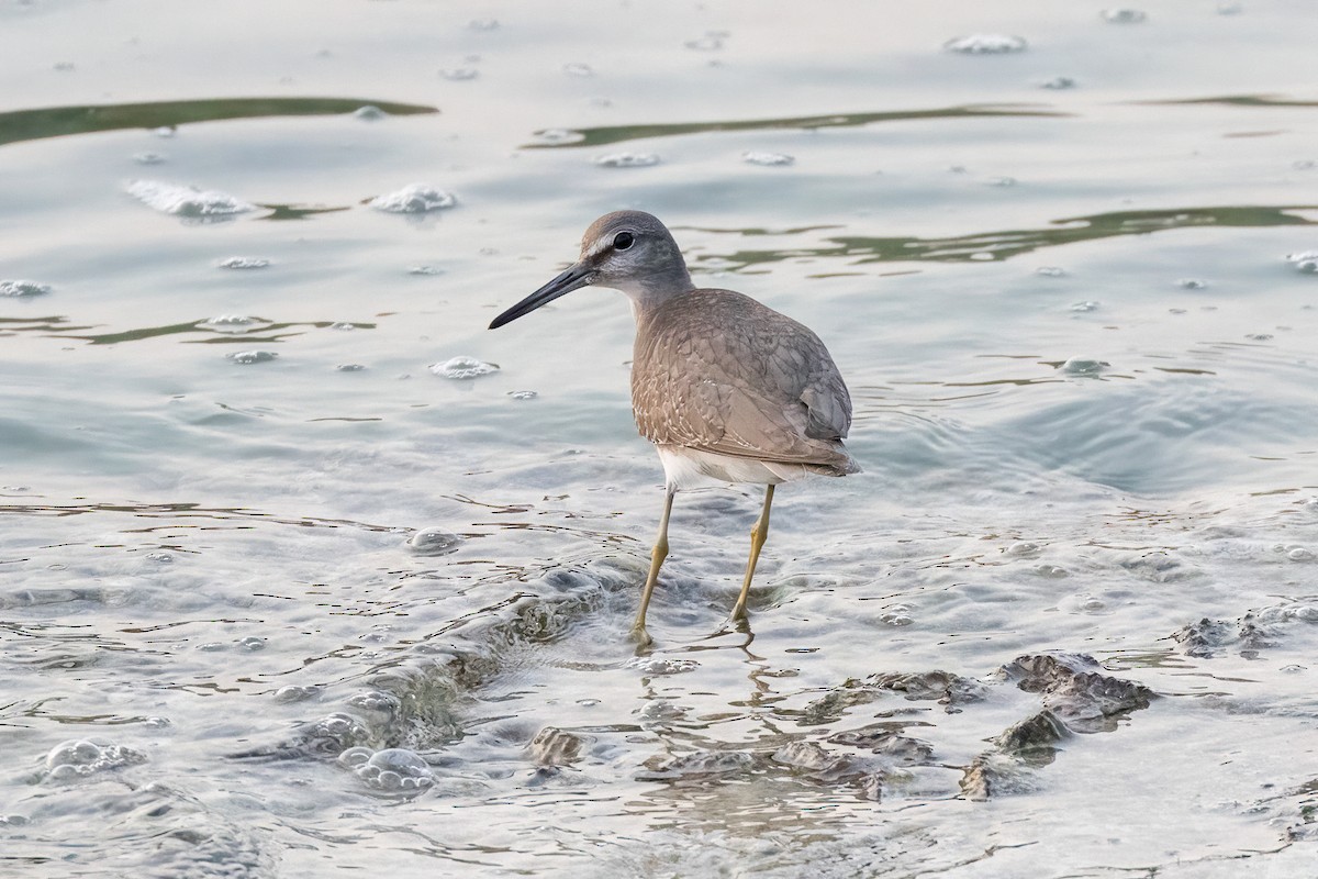 Gray-tailed Tattler - ML620234304