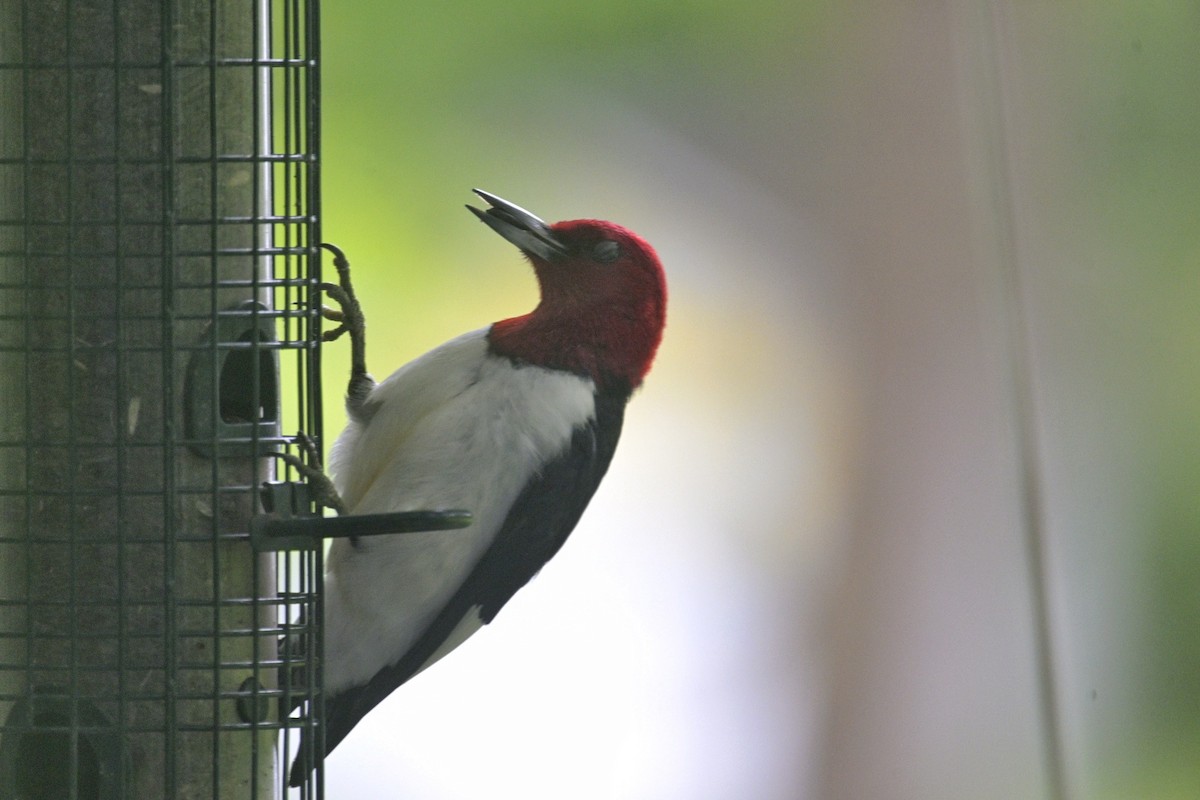 Red-headed Woodpecker - ML620234328