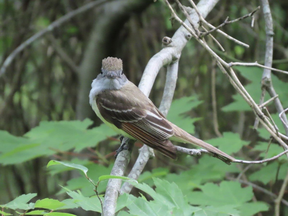 Great Crested Flycatcher - ML620234334