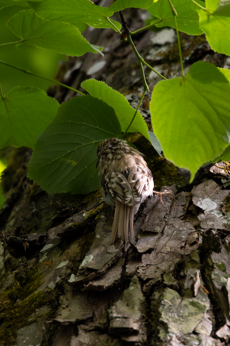 Eurasian Treecreeper - ML620234337