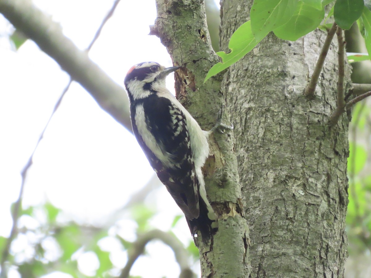 Downy Woodpecker (Eastern) - ML620234348