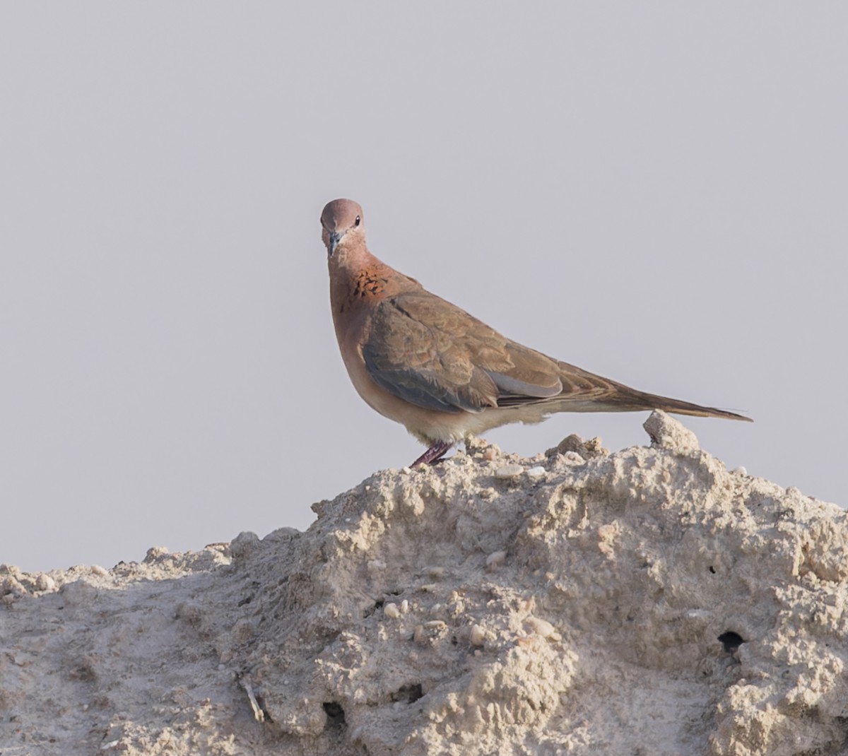 Laughing Dove - ML620234354
