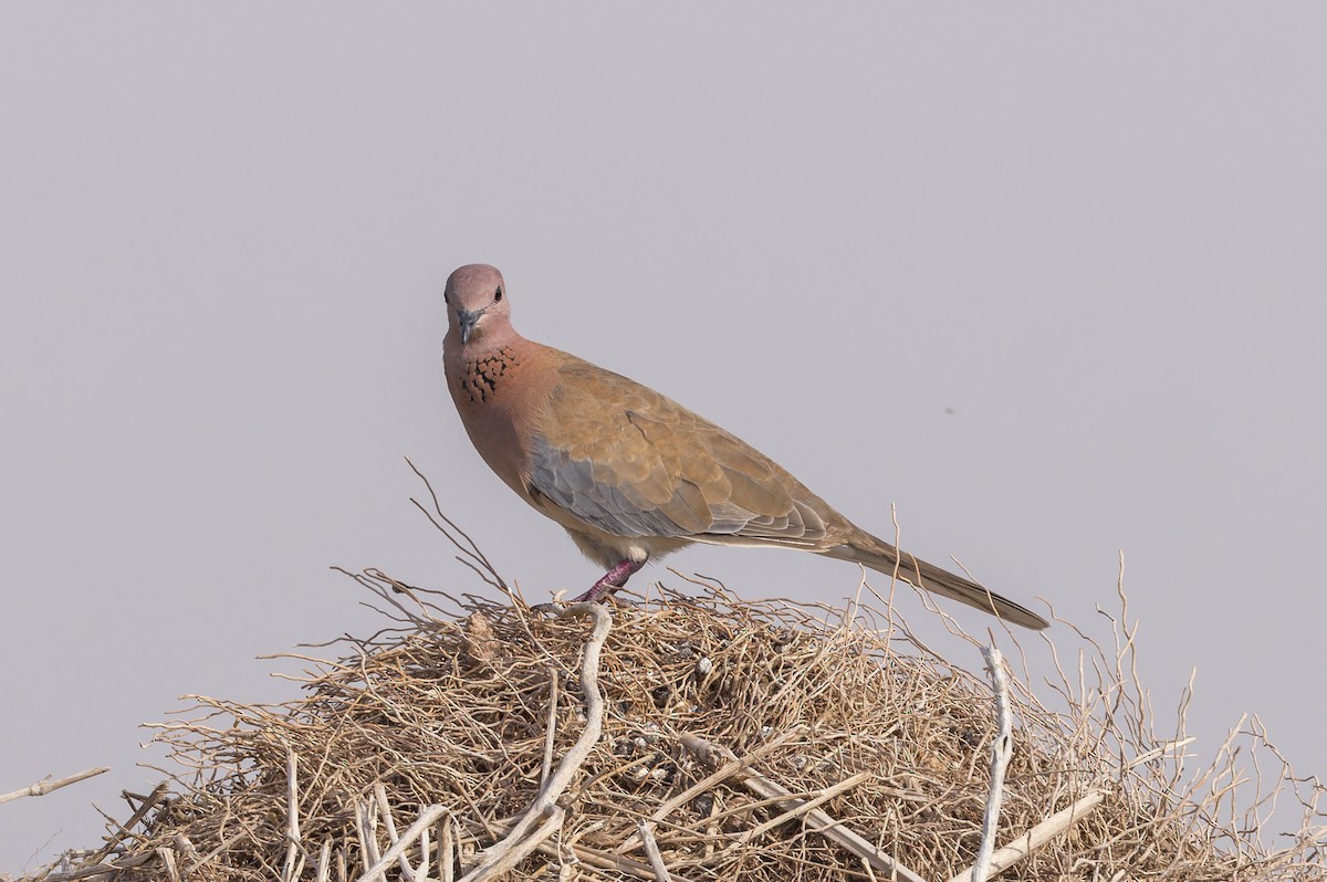 Laughing Dove - ML620234355