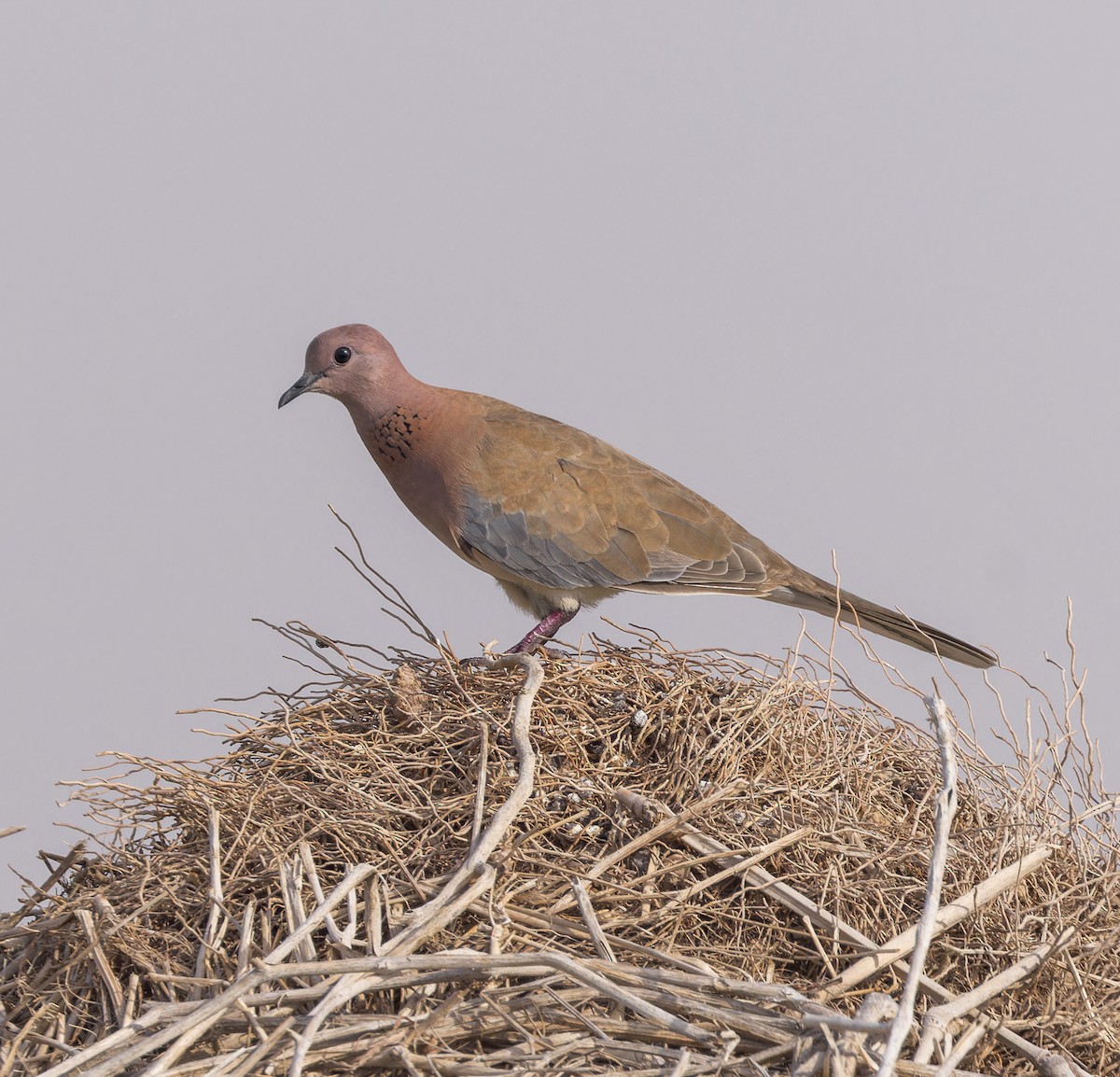 Laughing Dove - ML620234356