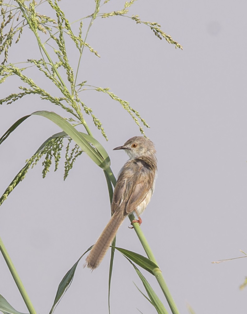 Prinia délicate - ML620234364