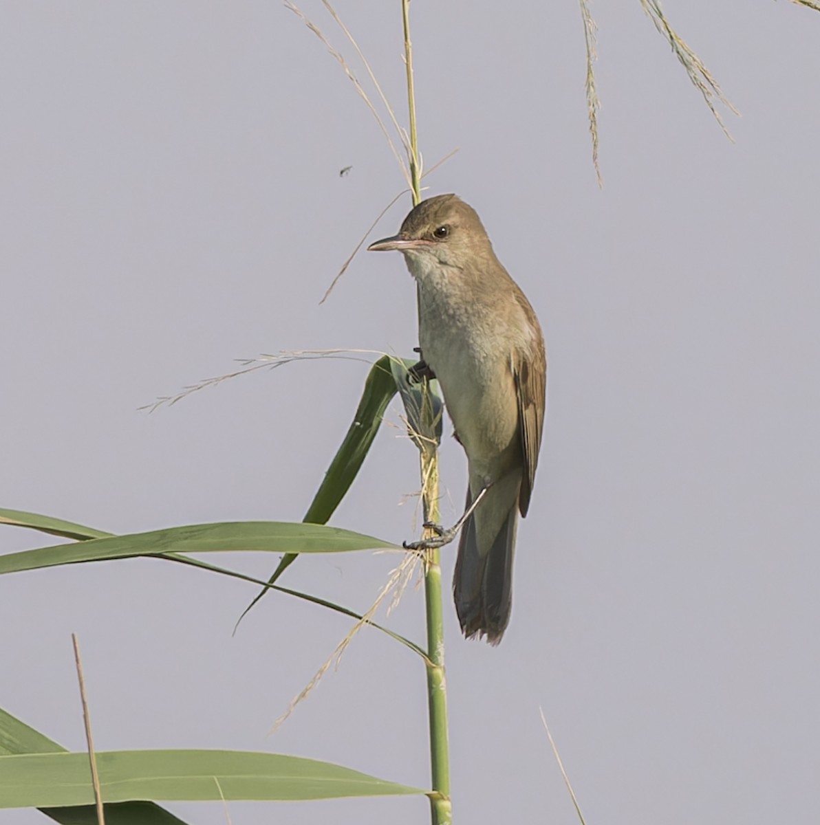 Clamorous Reed Warbler - ML620234371