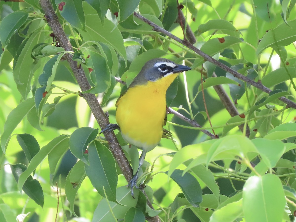 Yellow-breasted Chat (virens) - ML620234374