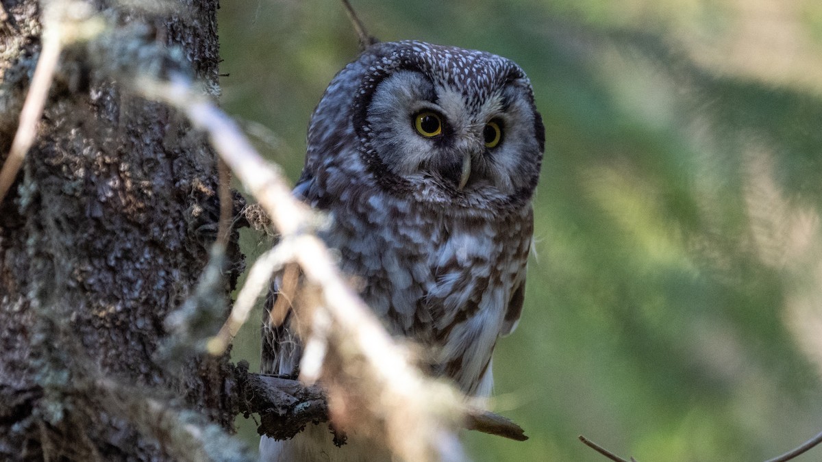 Boreal Owl (Tengmalm's) - ML620234375