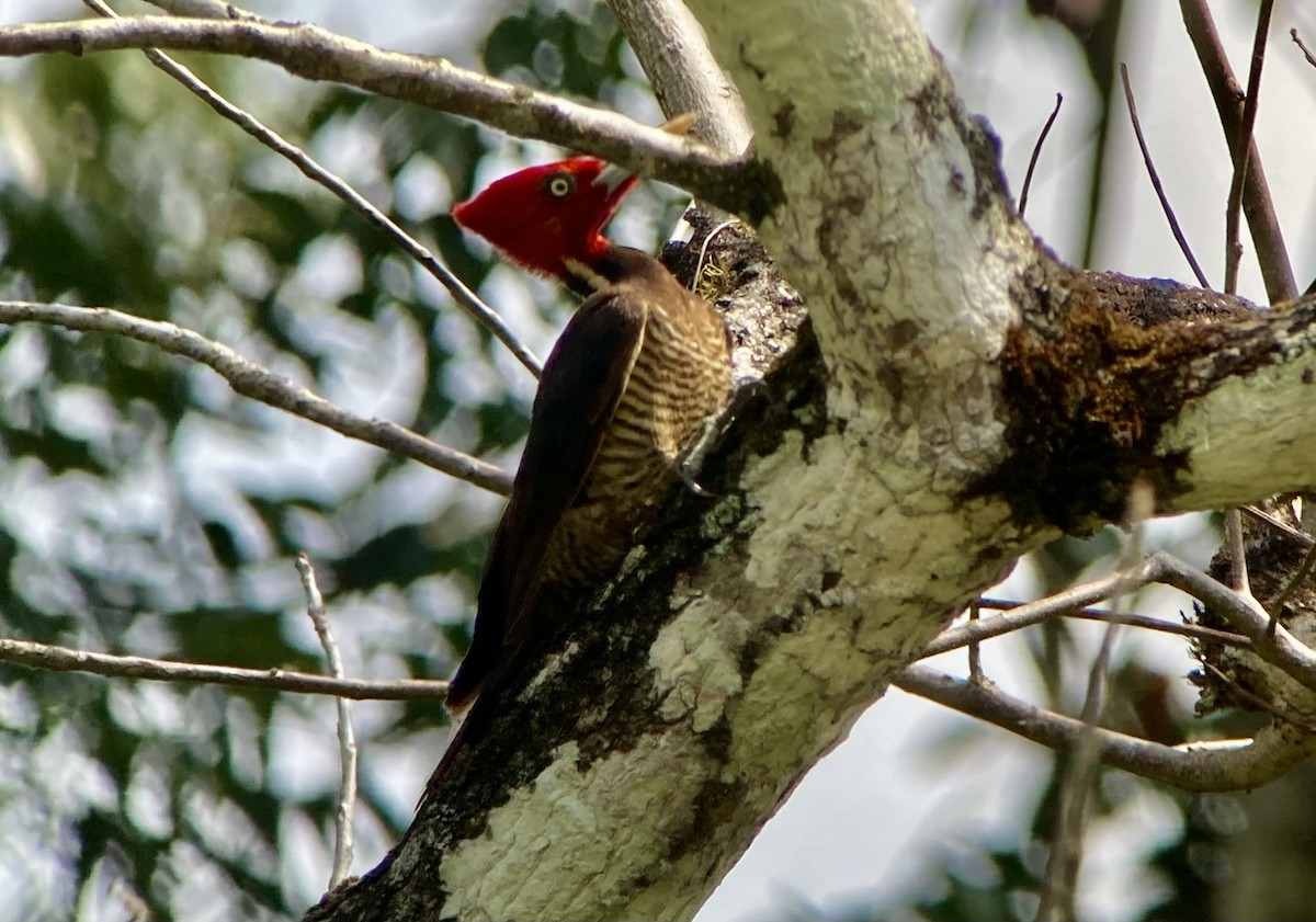 Pale-billed Woodpecker - ML620234377