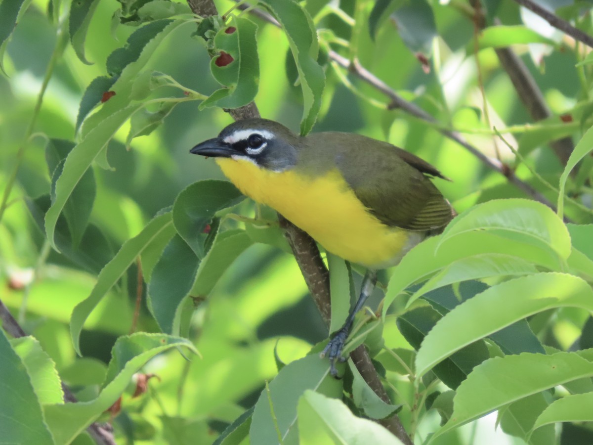 Yellow-breasted Chat (virens) - ML620234378