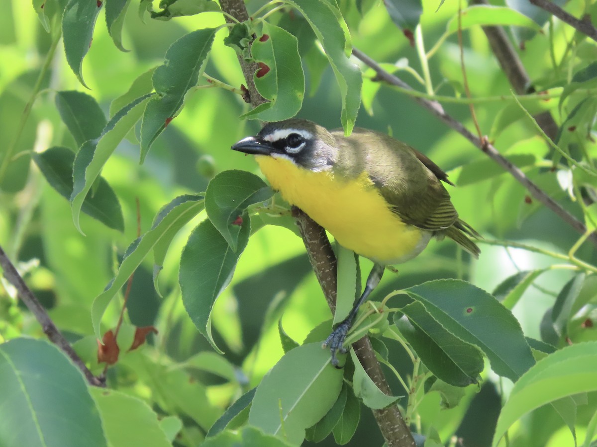 Yellow-breasted Chat (virens) - ML620234379