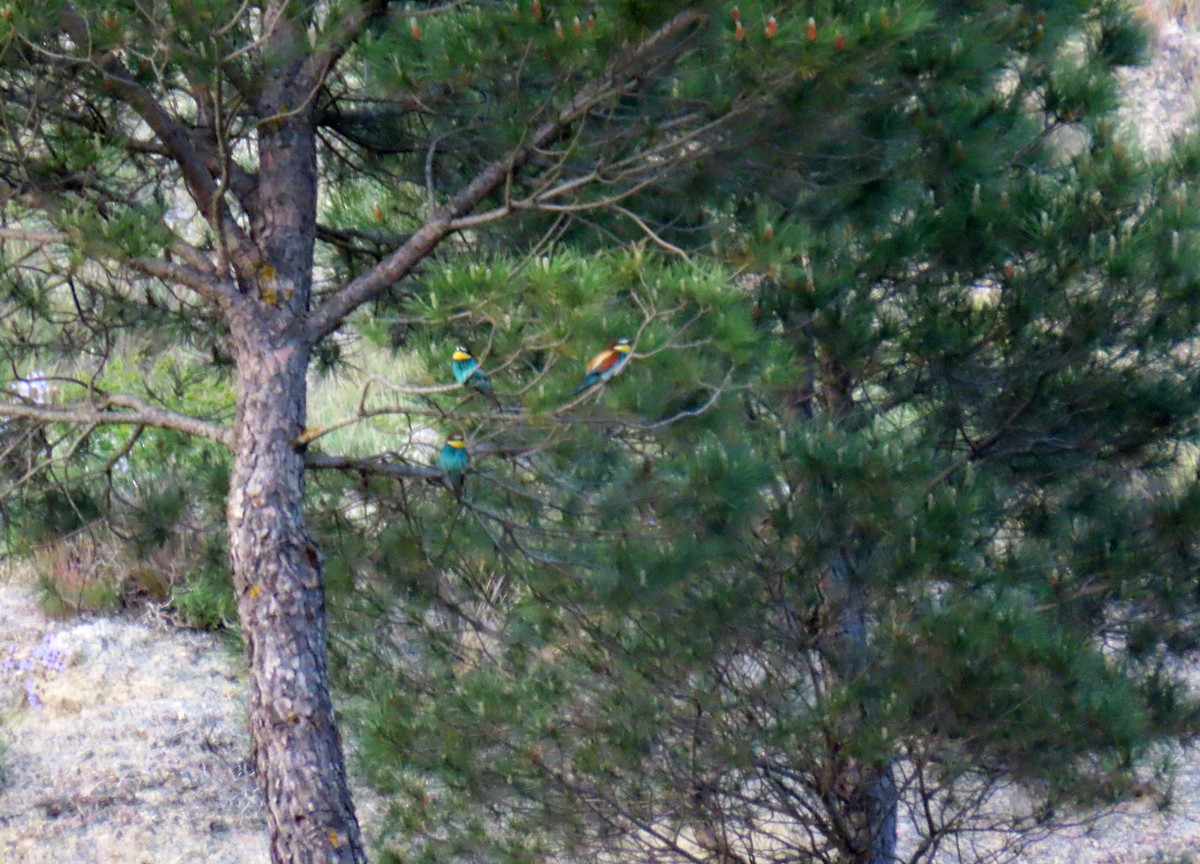 European Bee-eater - ML620234381