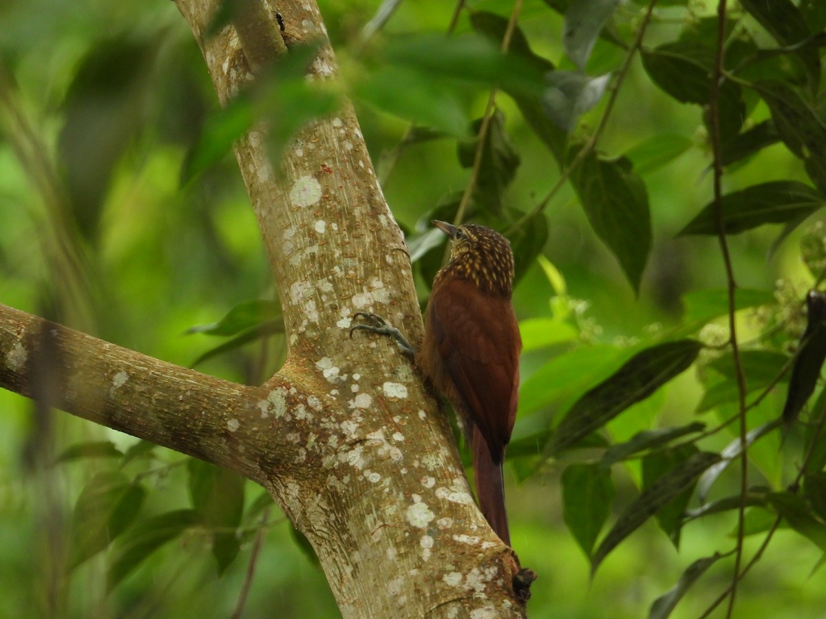 Straight-billed Woodcreeper - ML620234388