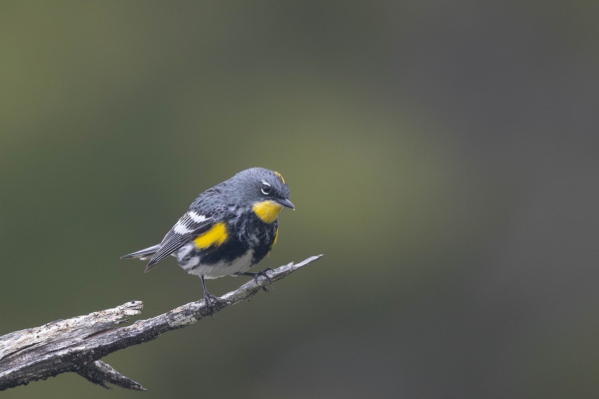 Yellow-rumped Warbler (Myrtle x Audubon's) - ML620234411