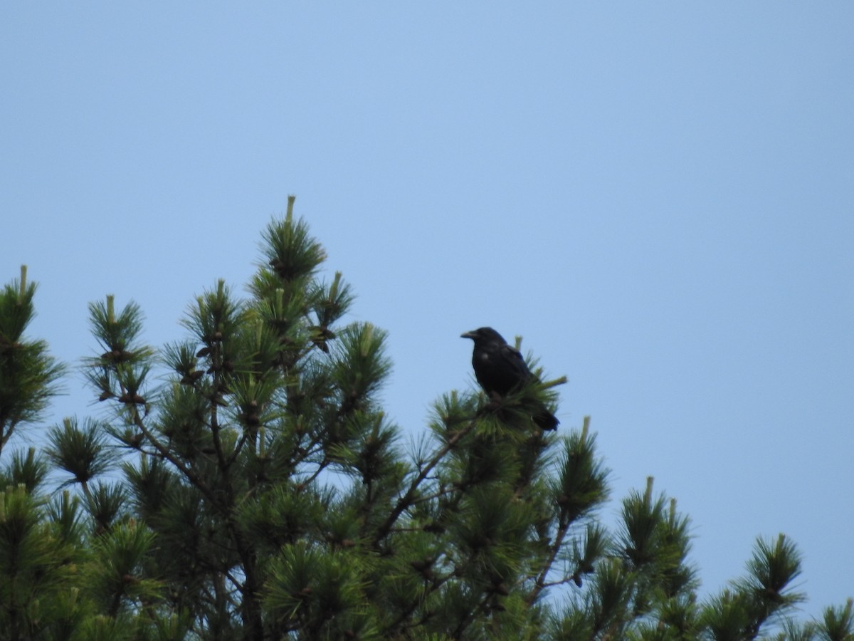 Common Raven - ML620234428