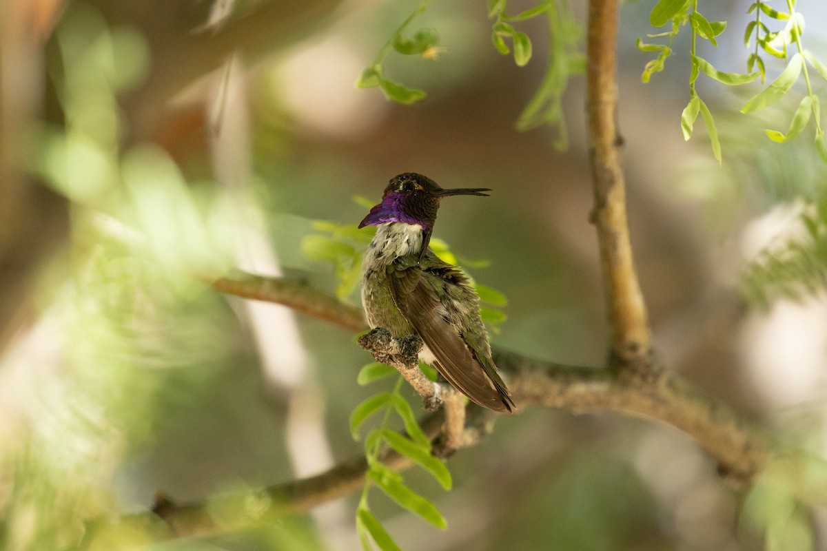 Costa's Hummingbird - ML620234430
