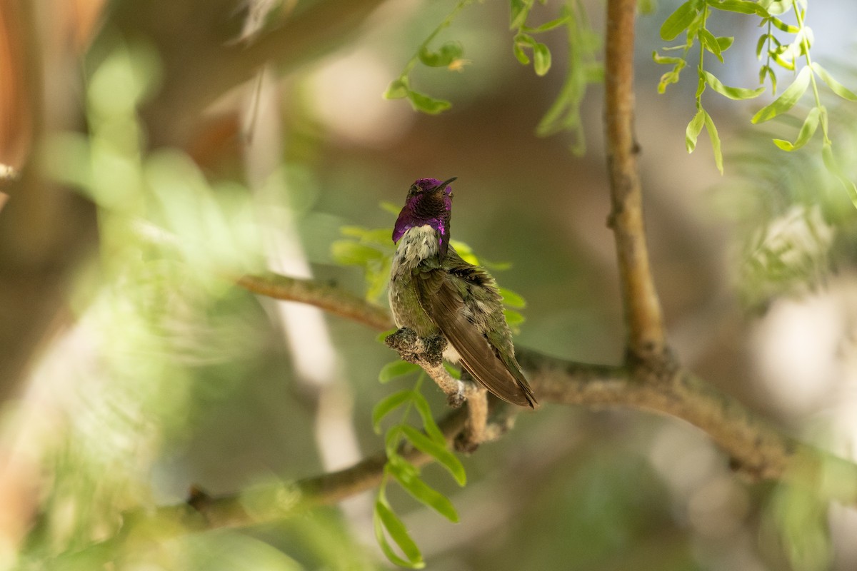 Costa's Hummingbird - Kathy Snyder